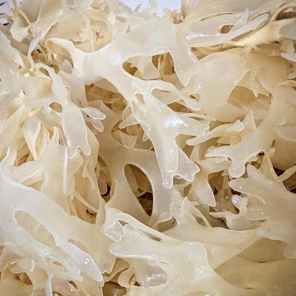 Anti-inflammatory Capsules and Sea Moss