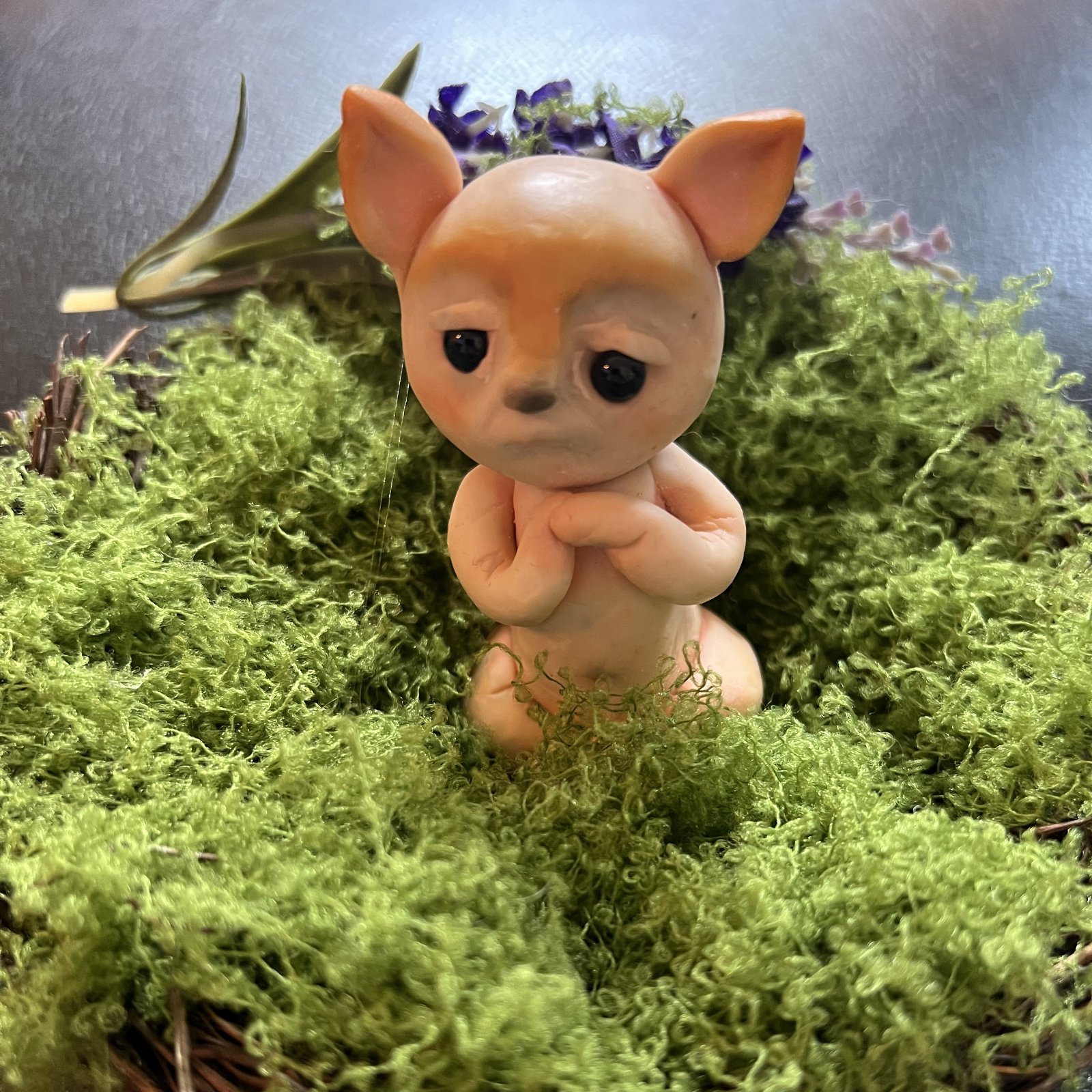 Shy Squirrel Hybrid