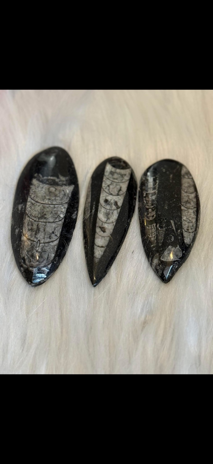 Small Orthoceras fossil