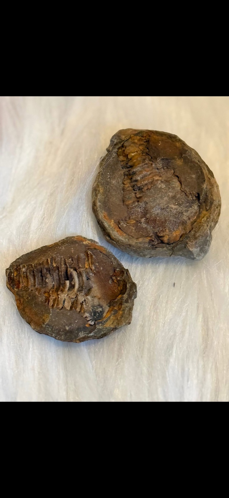 Trilobite peekaboo fossil