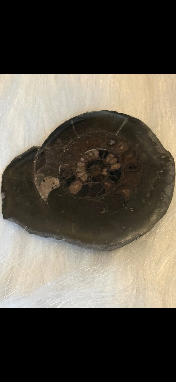 Yorkshire ammonite