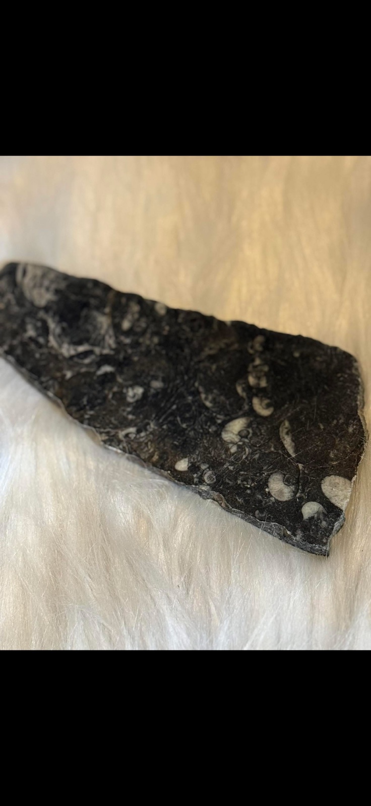Fossil plate
