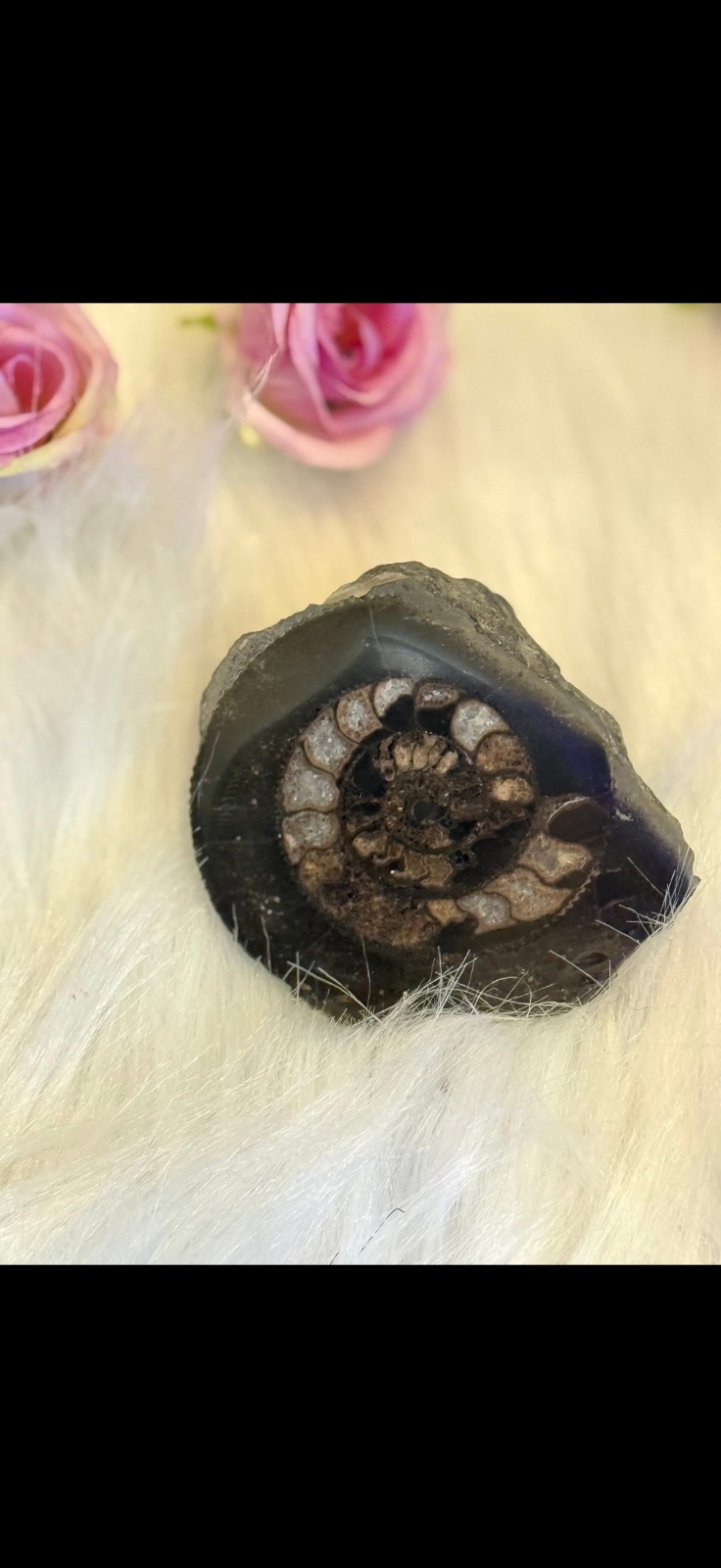 Yorkshire ammonite