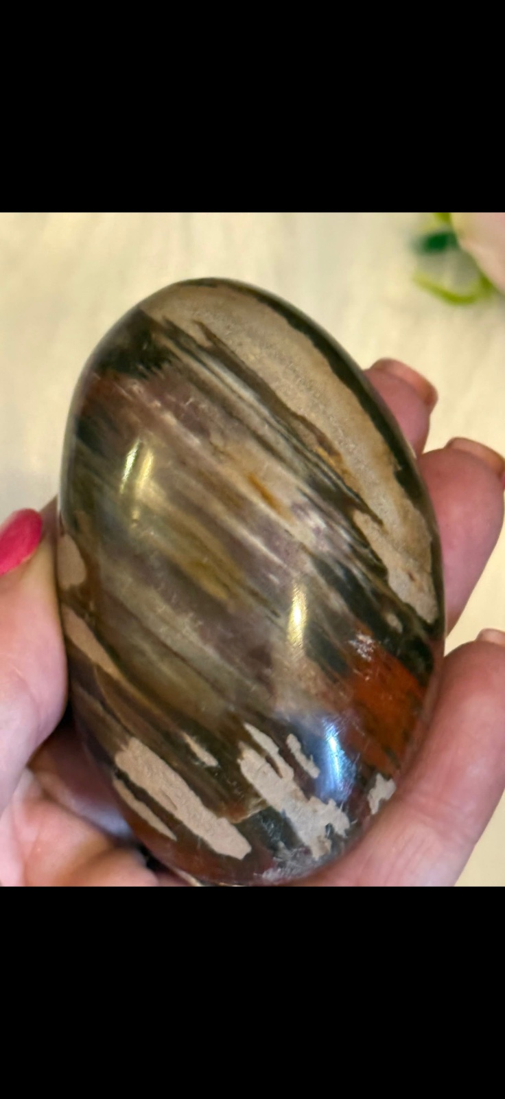Petrified wood palm stone