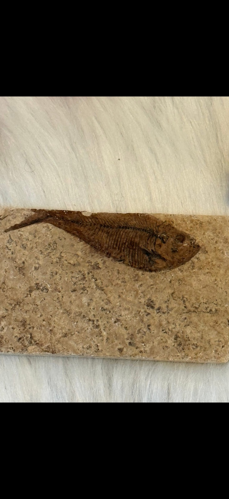 Fish fossil plate