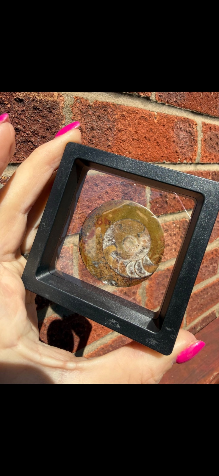 Goniatite button in display case