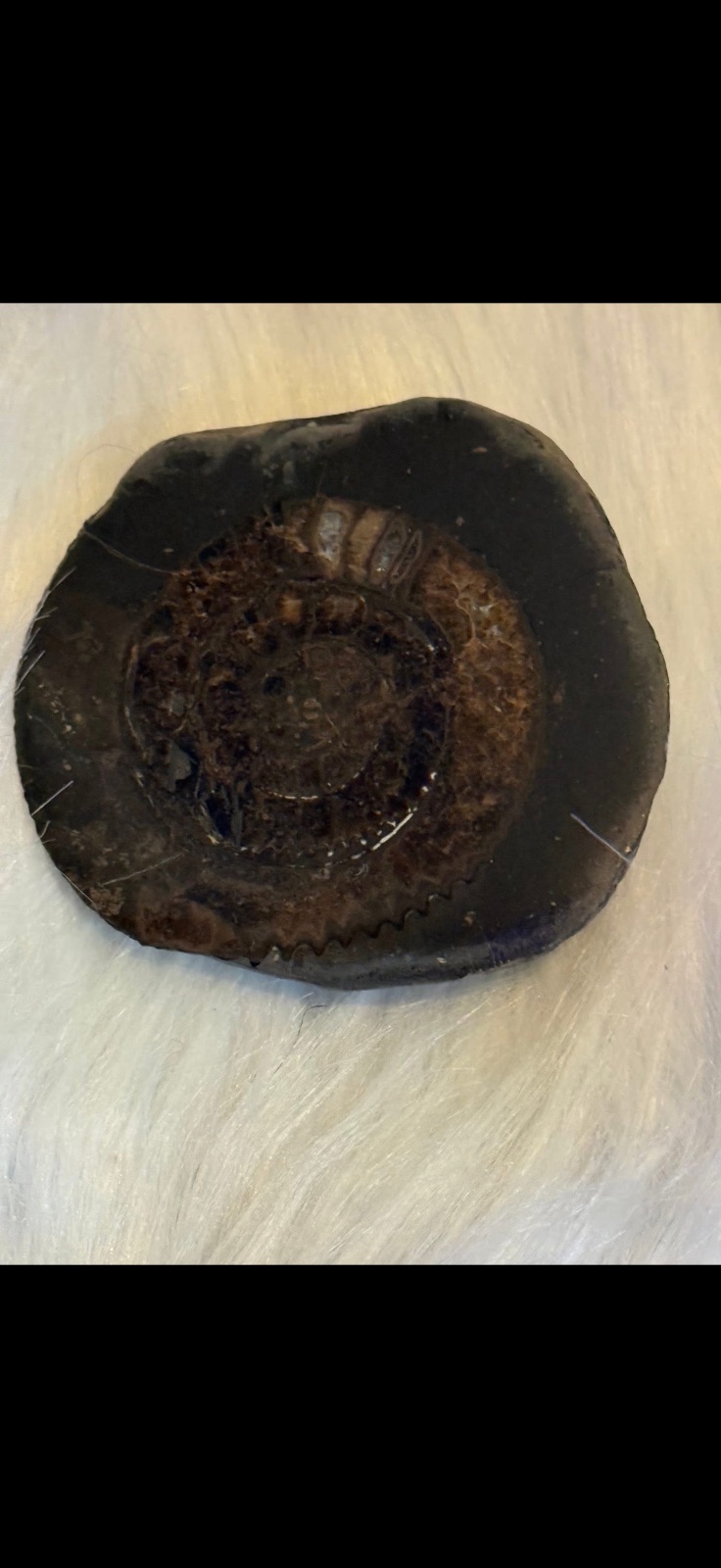 Yorkshire ammonite