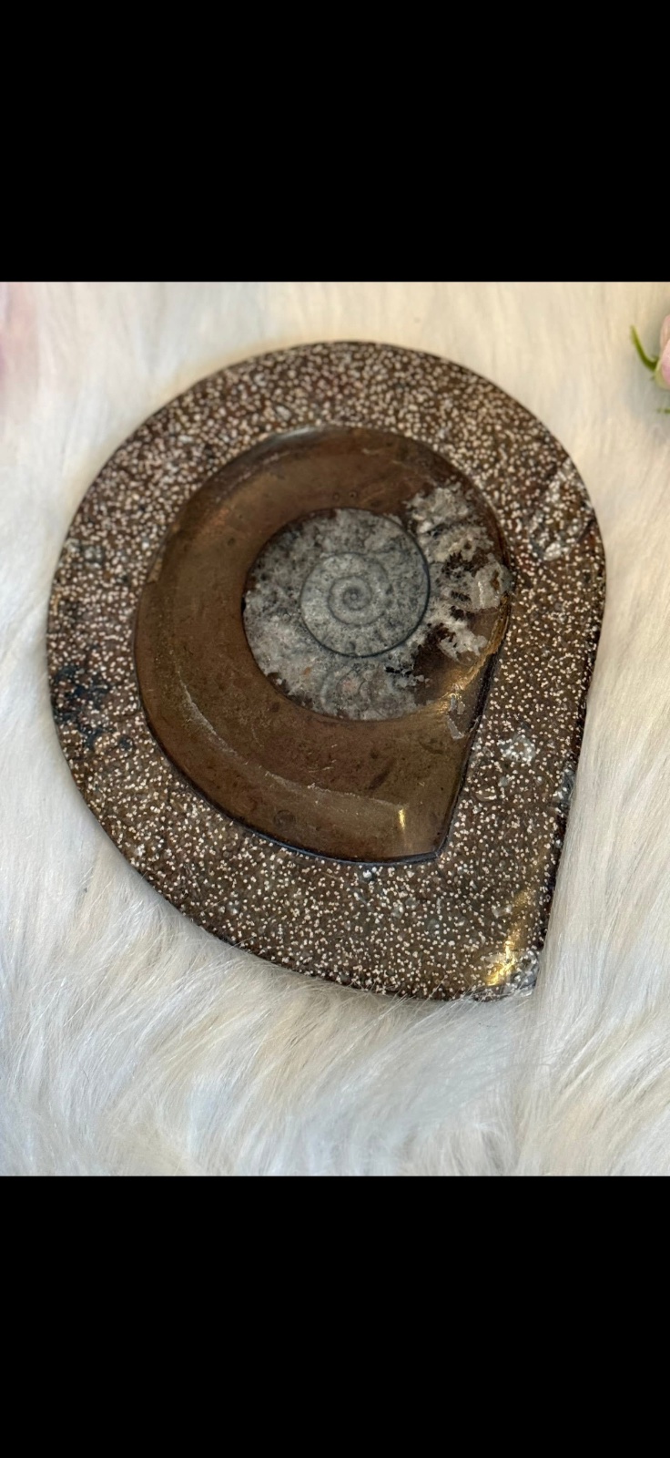 Goniatite fossil plate