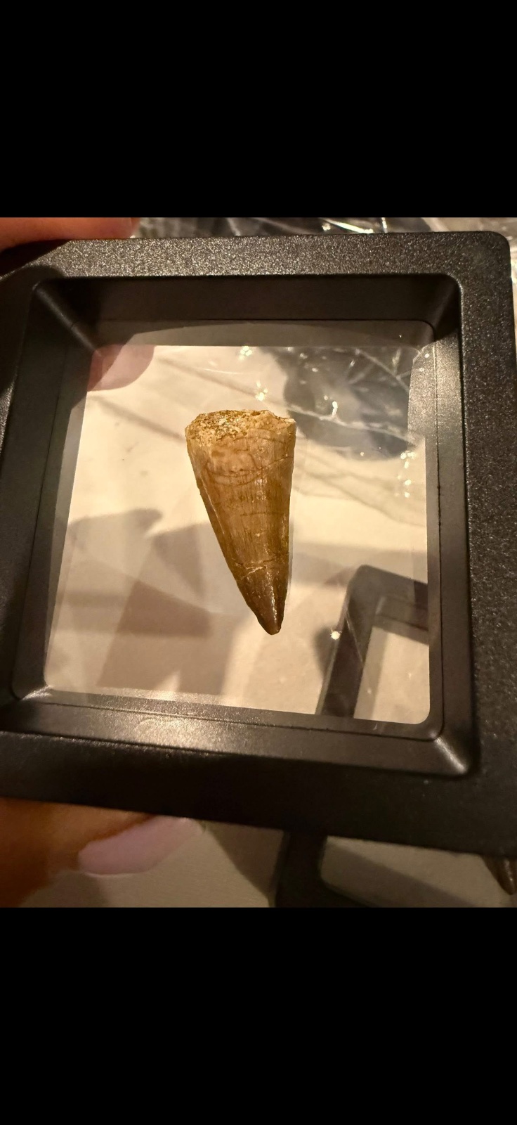 Mosasaur tooth in display case