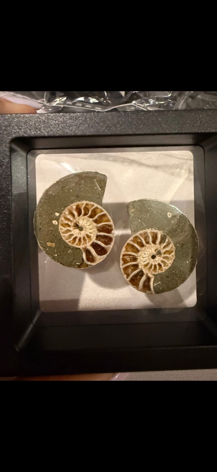 Ammonite pair