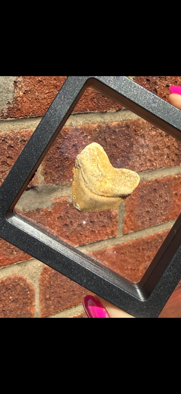 Crow shark tooth in display case