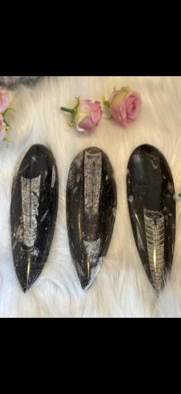 Large Orthoceras fossil