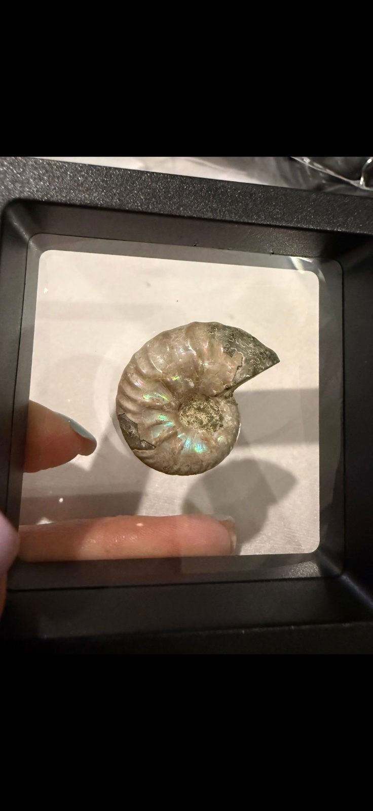 Ammonite in display case