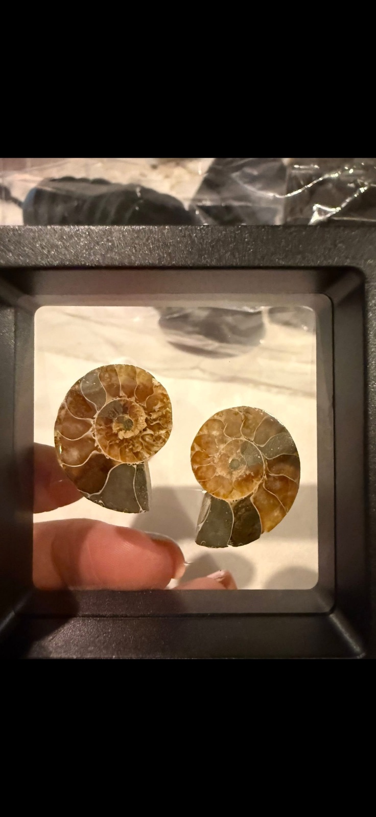 Ammonite pair