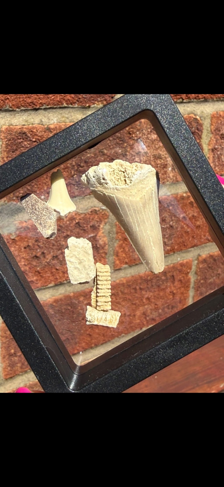 Sea fossils
