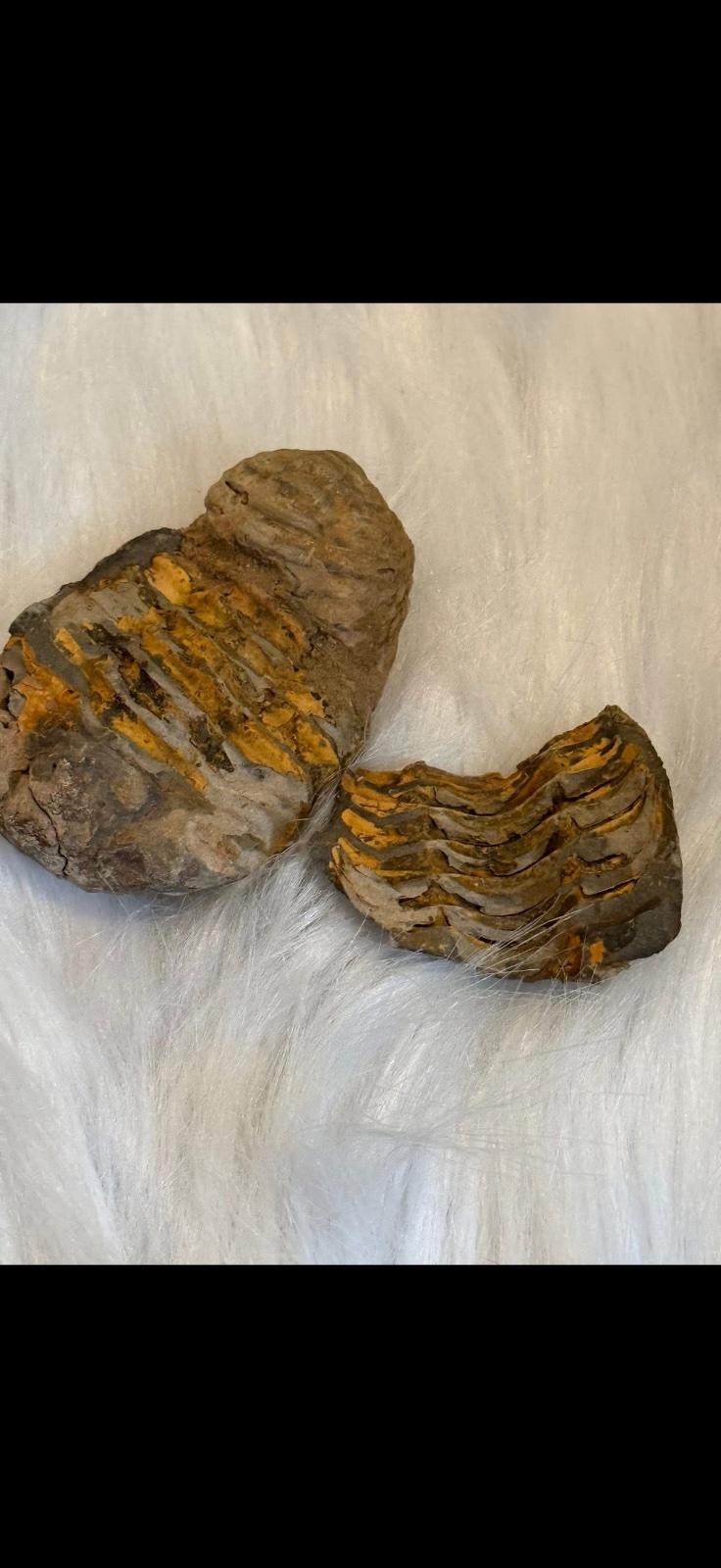Trilobite peekaboo fossil