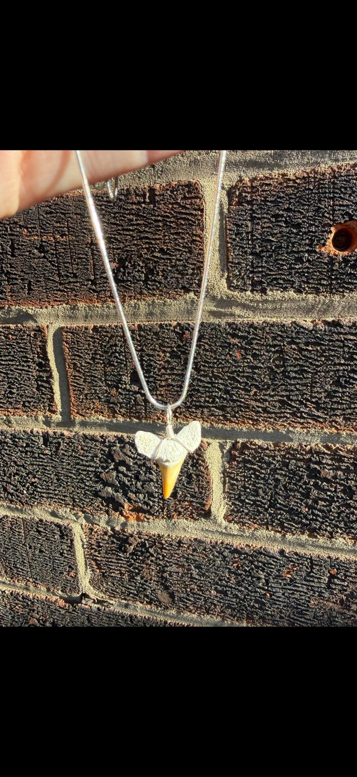 Wire wrapped shark tooth on sterling silver chain