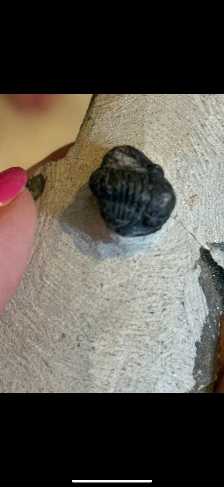 Trilobite on matrix
