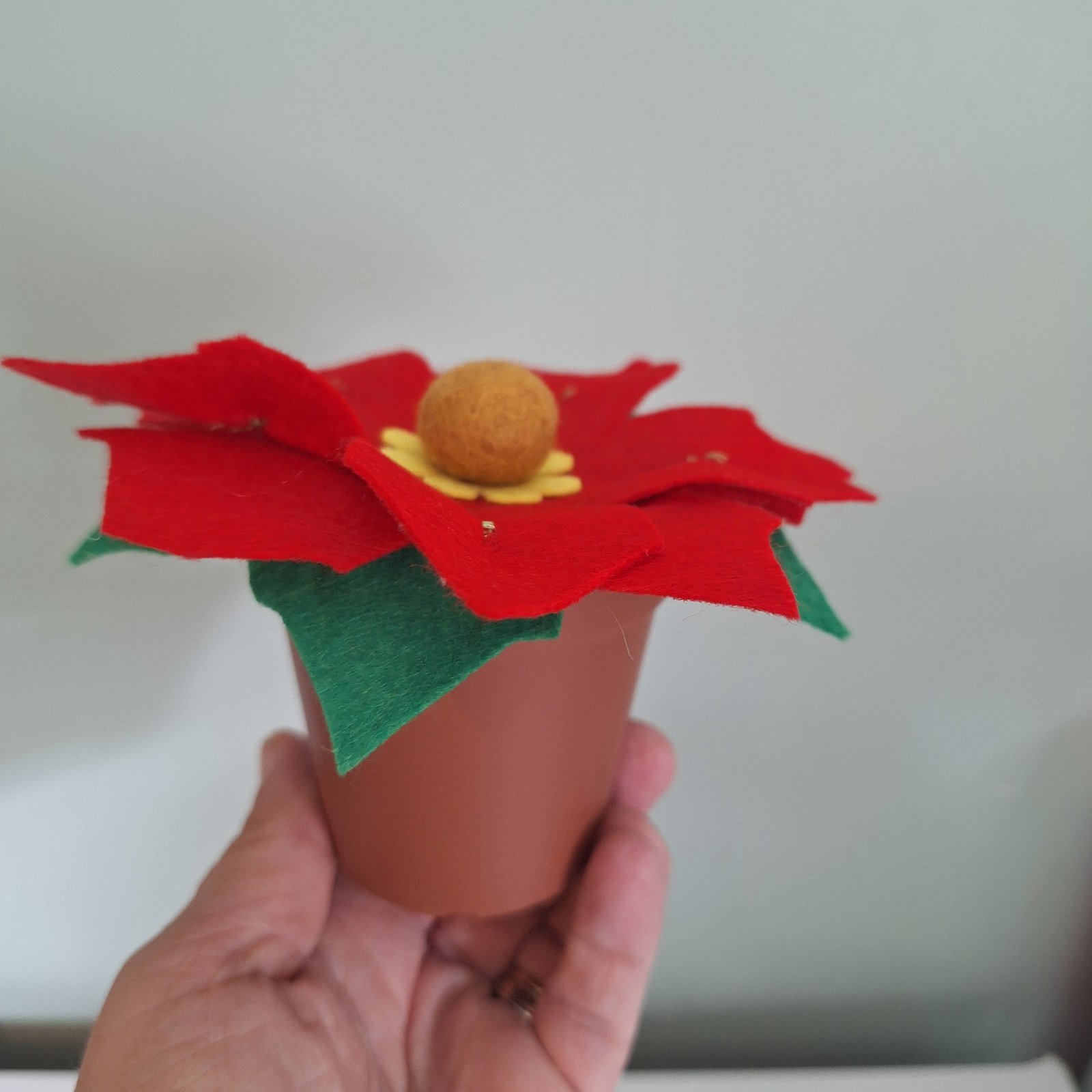 Pointsettia